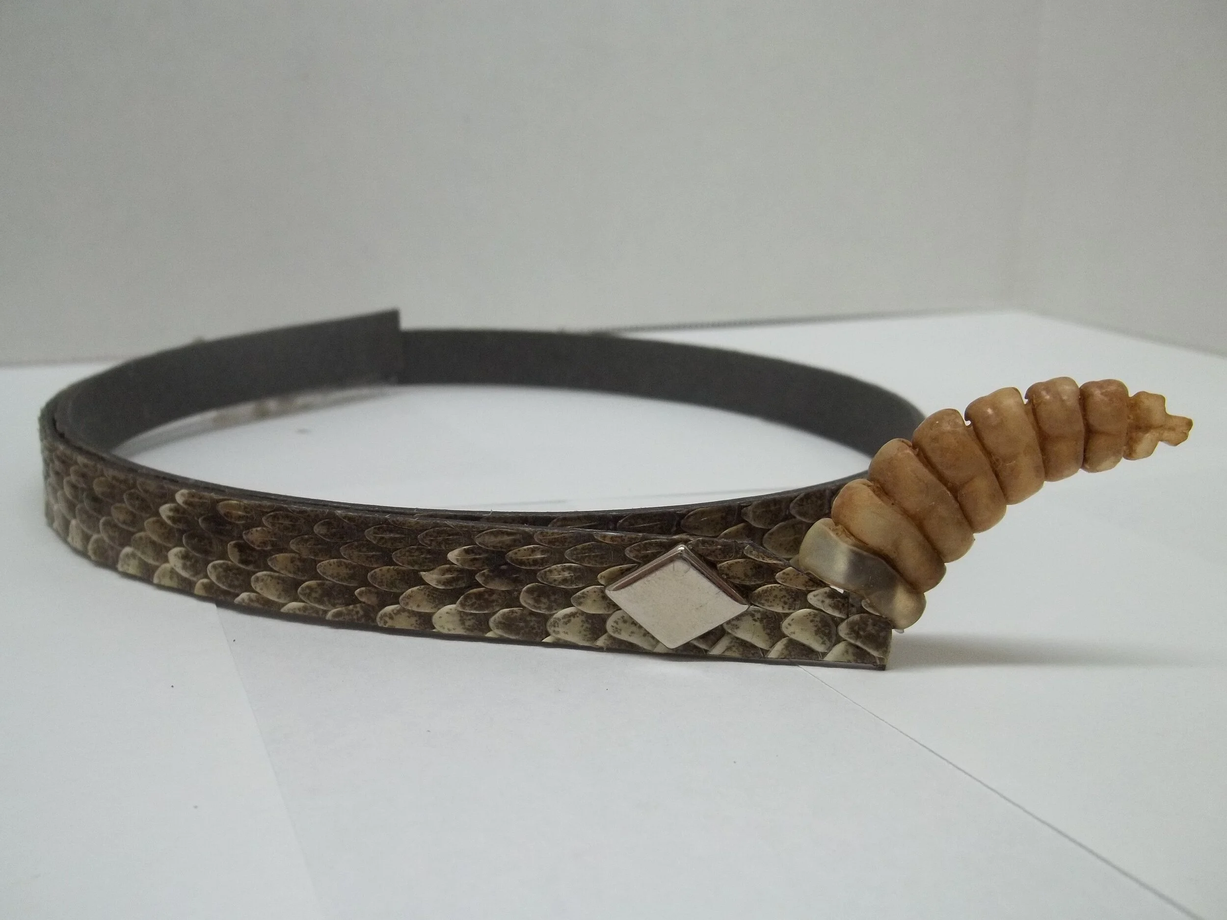 Shop — Texas Rattlesnake Shop