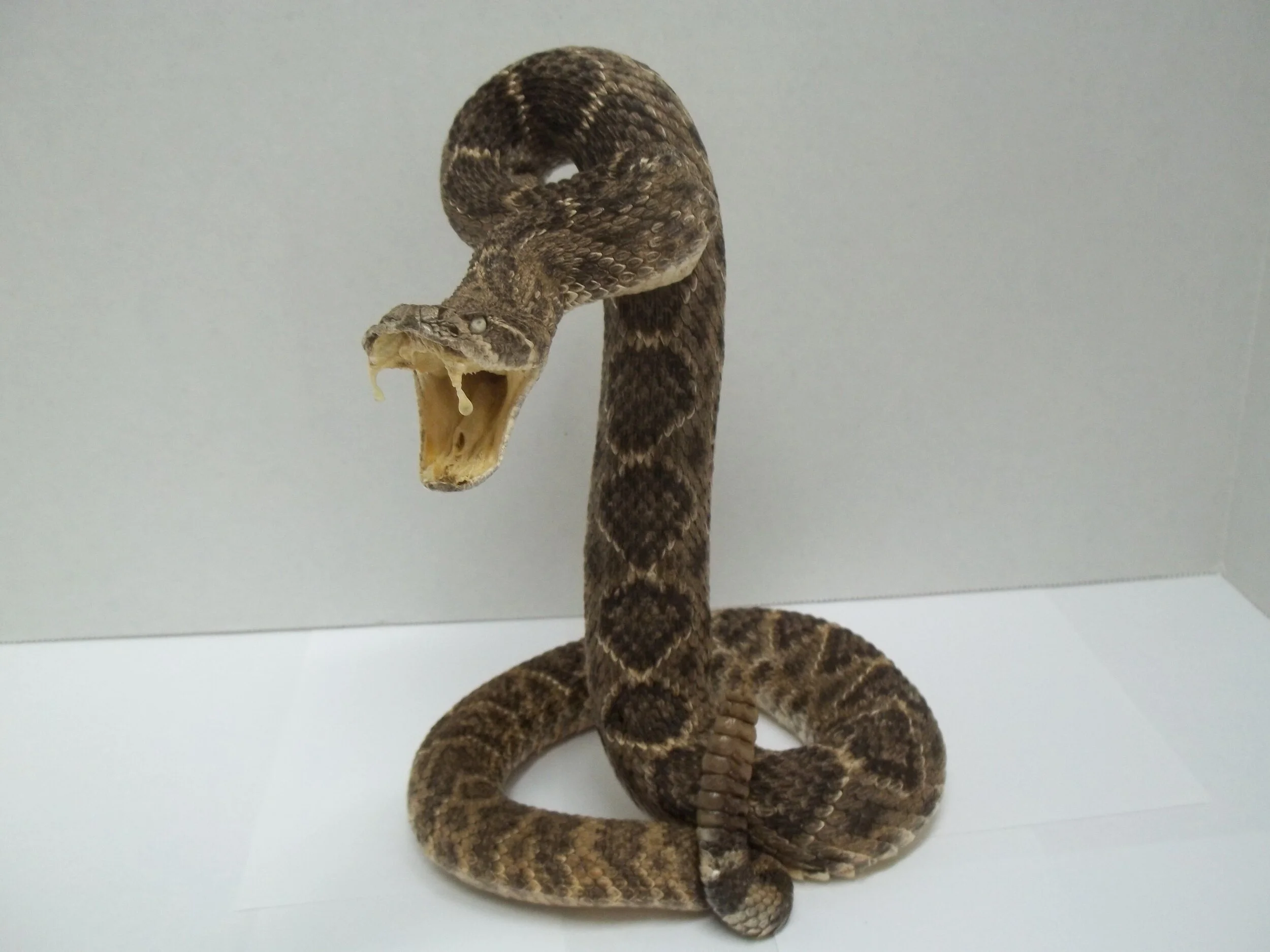Trophy Rattlesnake — Texas Rattlesnake Shop