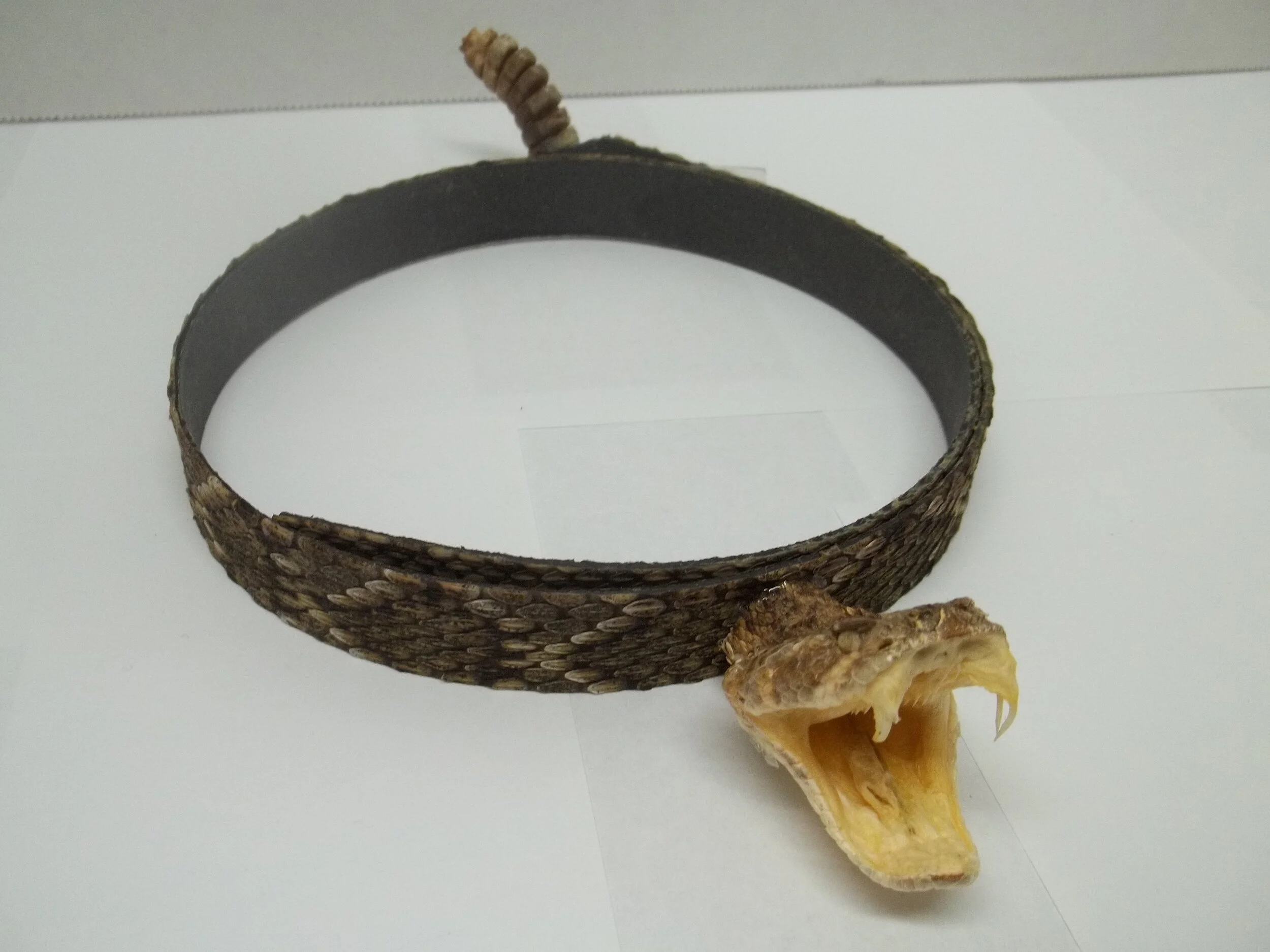 Shop — Texas Rattlesnake Shop
