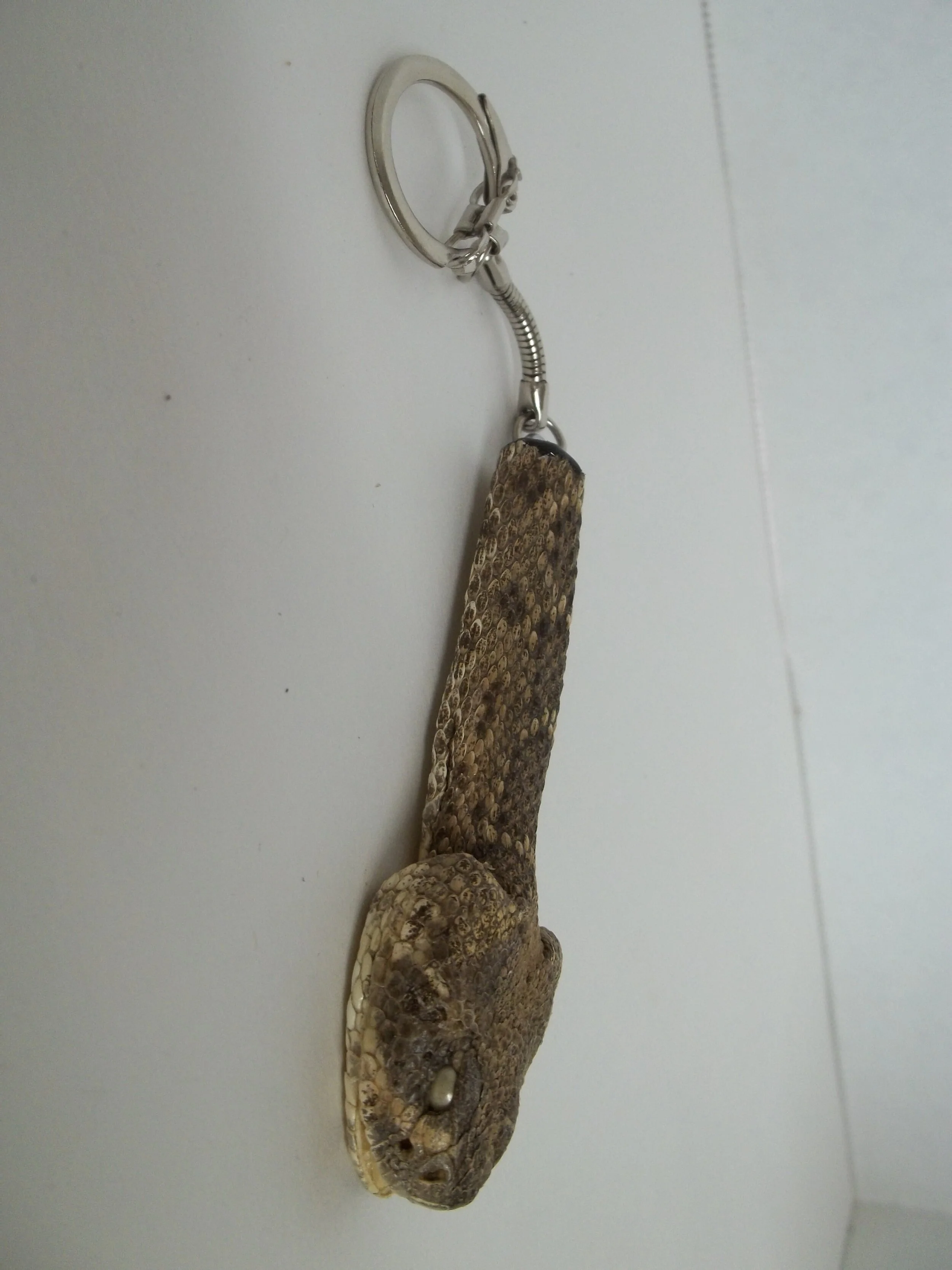Shop — Texas Rattlesnake Shop