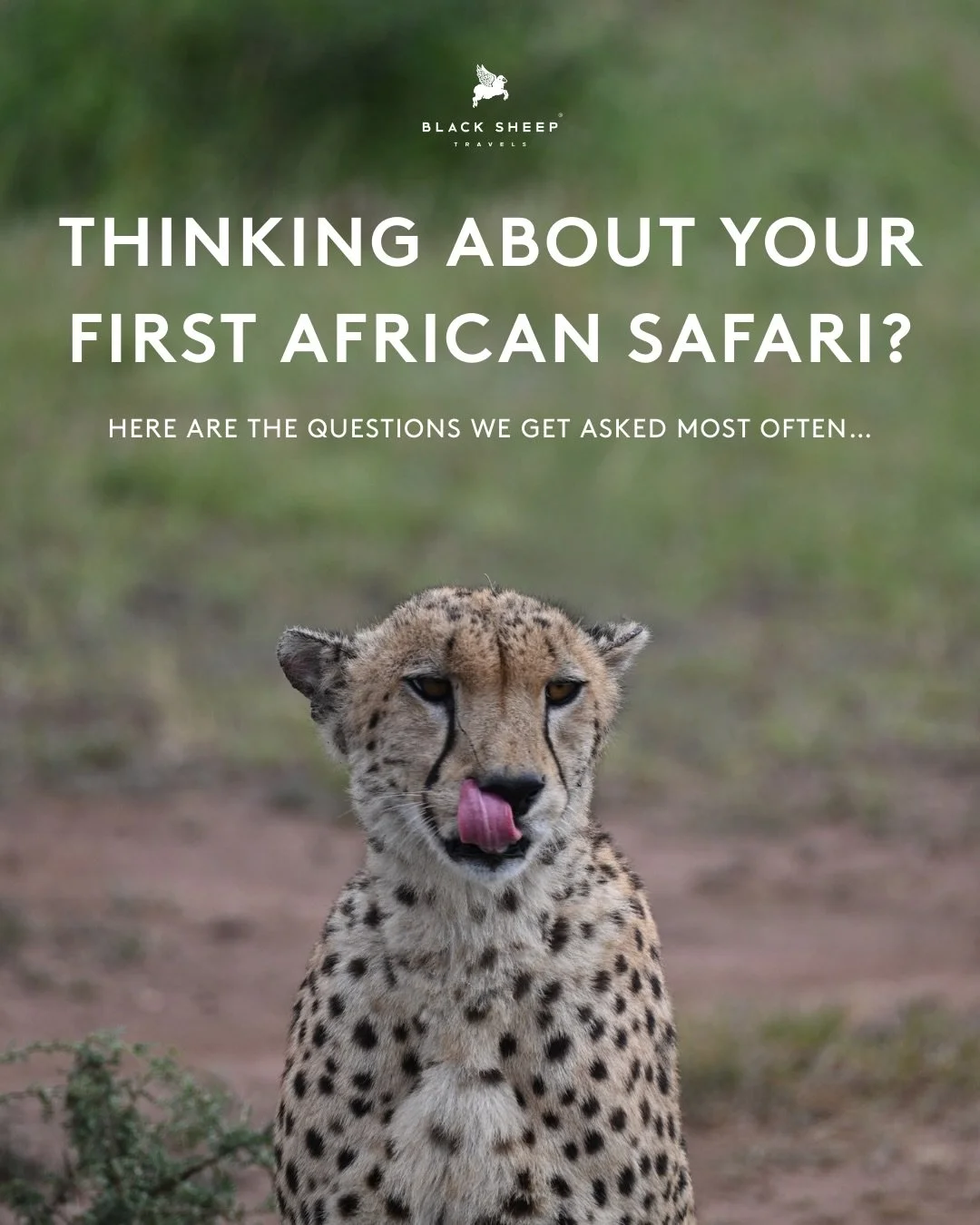Dreaming of your first African safari?

Here are the questions we&rsquo;re asked most often, answered by our expert advisors.