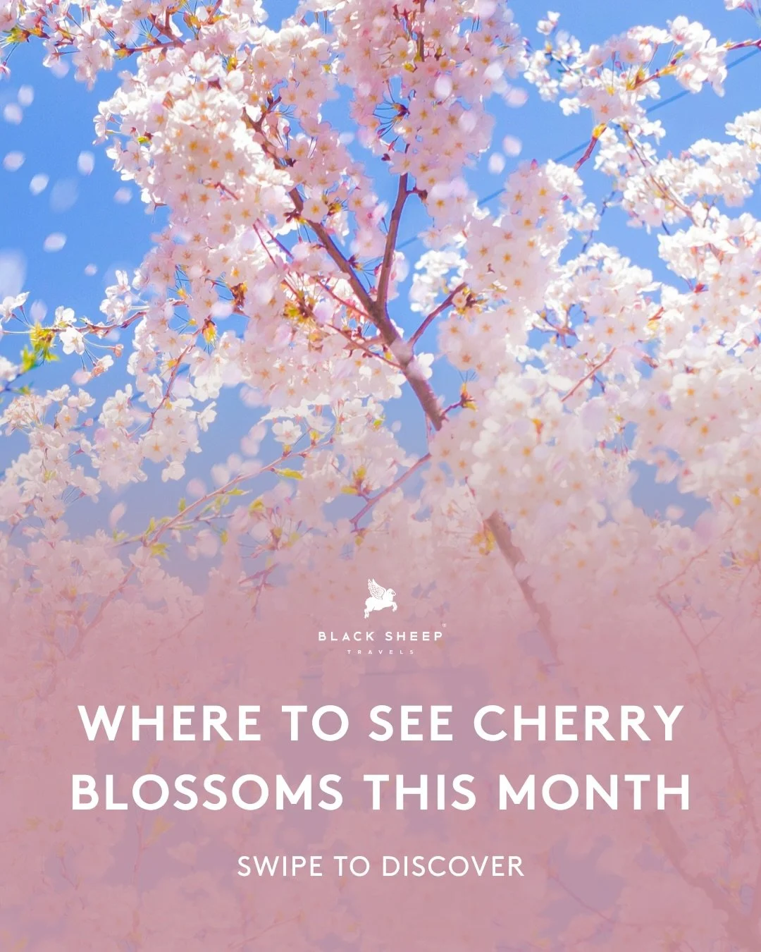 Cherry blossom season is one of those fleeting moments that feels almost too beautiful to be real.

From Tokyo and Kyoto to Paris and Washington, D.C., this is spring at its most magical.

It doesn&rsquo;t last long, and timing is everything.

Save t