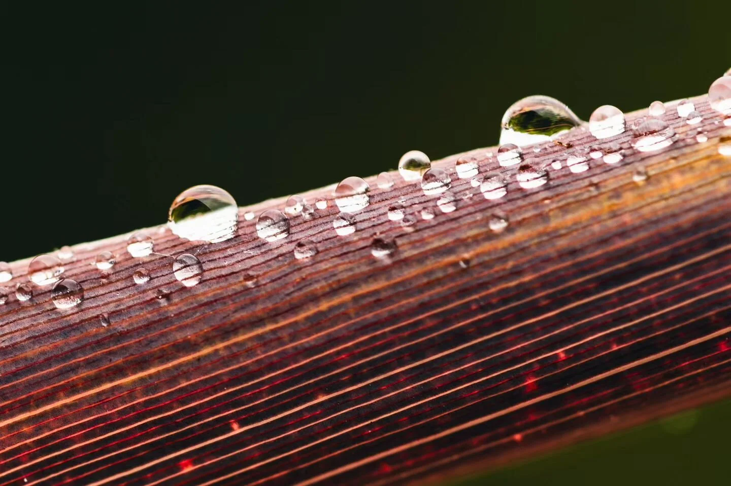 Sweet summer rain. 
#drops #rain #macro #plants
