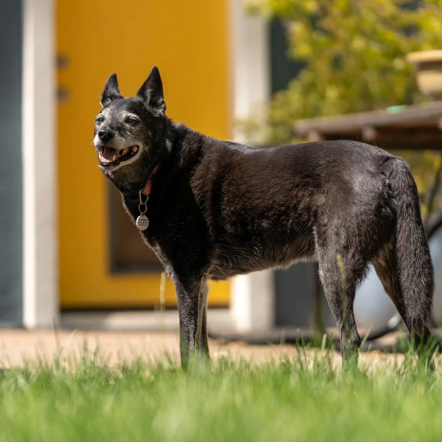 Nice day, happy doggo.