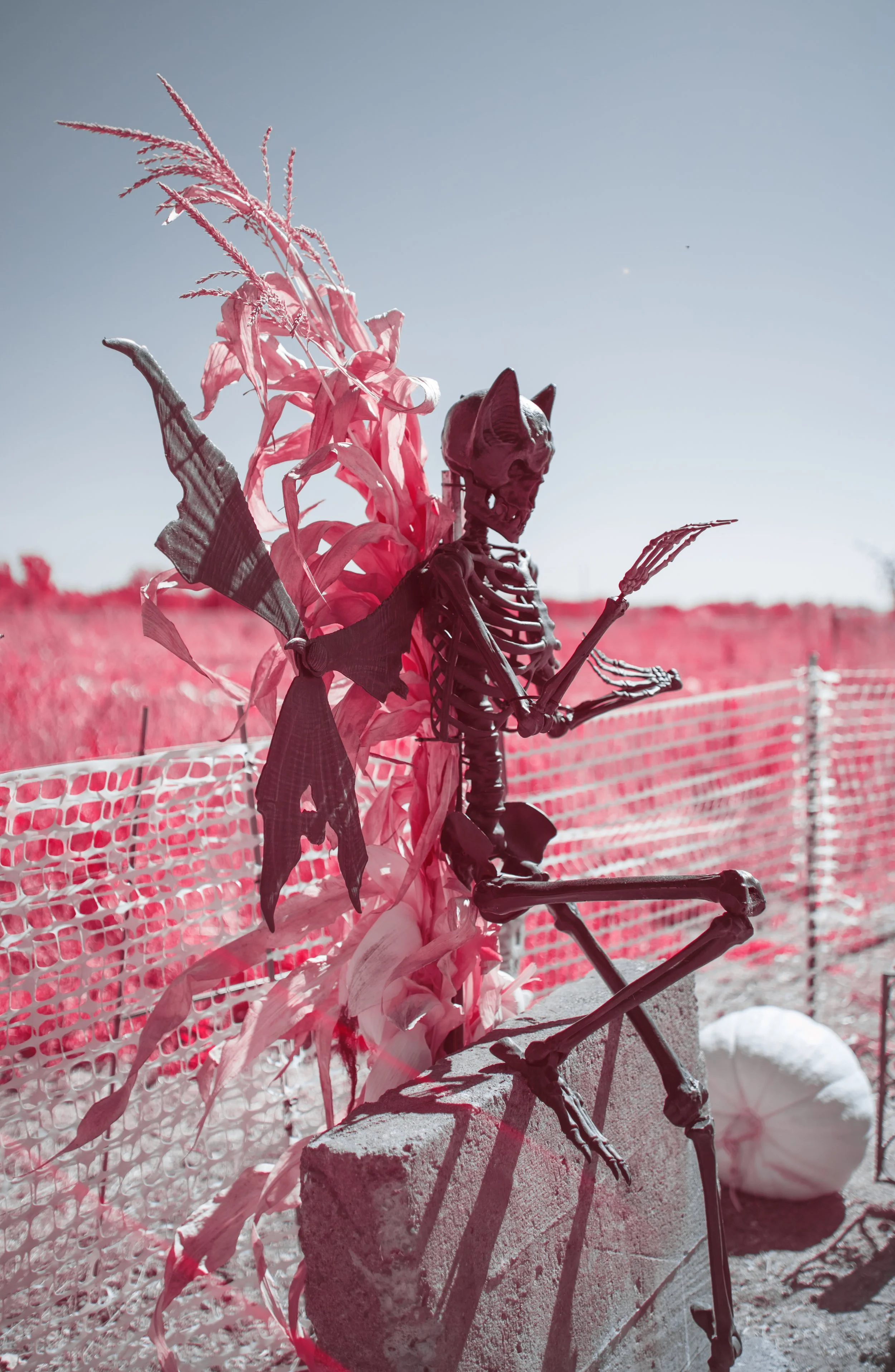 Infrared Pumpkin Patch