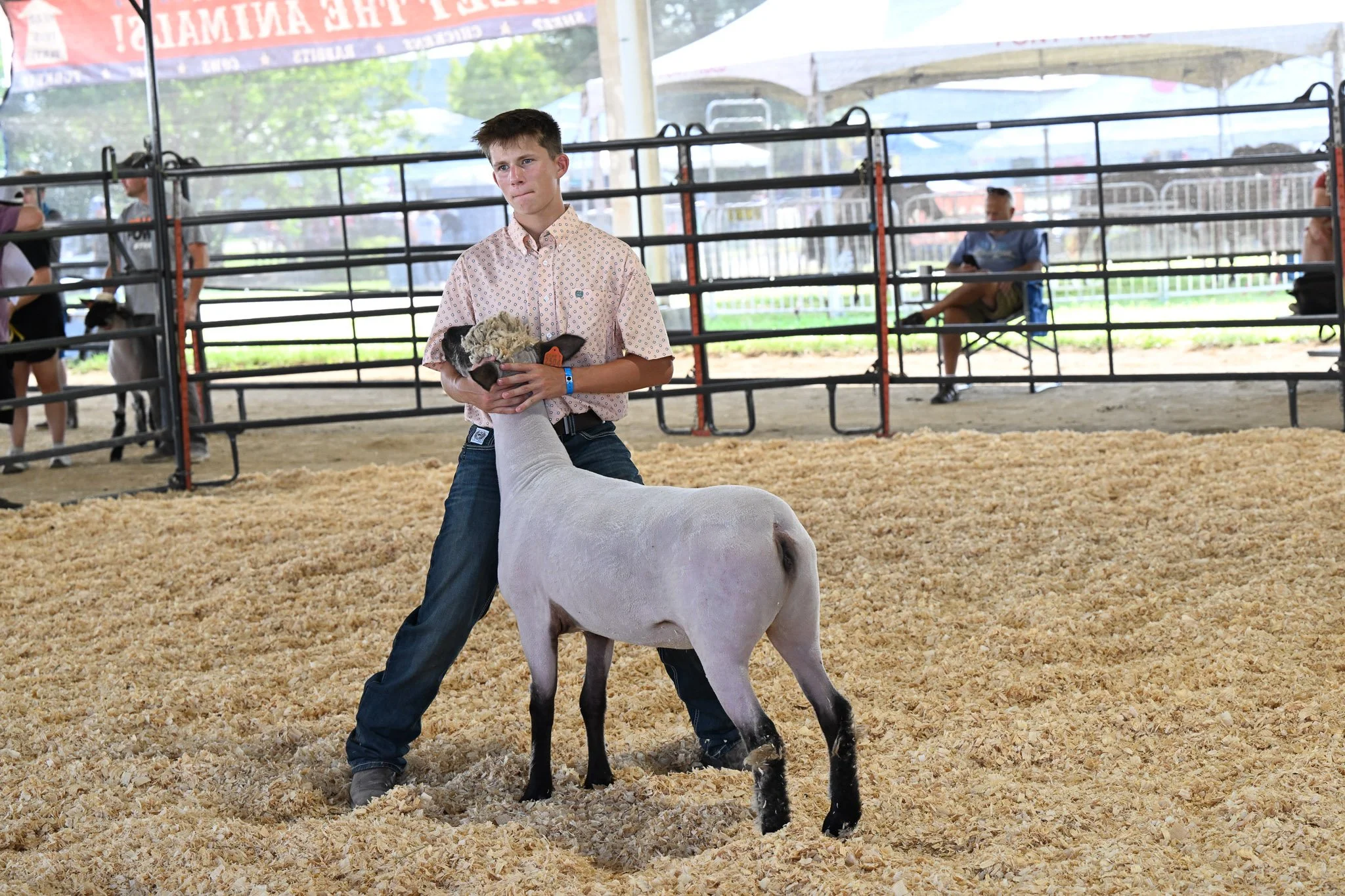 Evan Peiter, 16, of Rocheport shows his Supreme Champion ram in the ring of the Boone County Fair on Tuesday July 21, 2026, Northeast Regional Park in Columbia. “My dad has been showing sheep since he was a kid,” Evan said. “So, I have been around hi