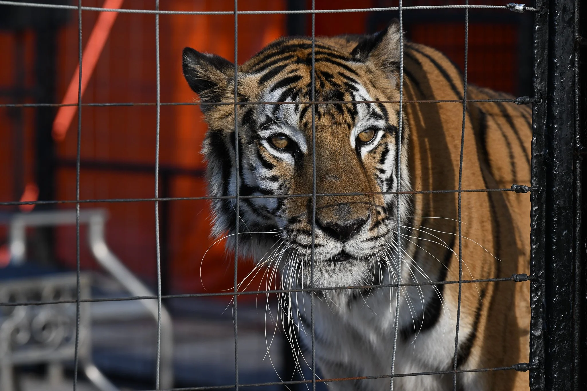 Tasha, a 15 year old Bengal tiger, peers out to Tasha, a 15 year old Bengal tiger, peers out to the crowd during the Tiger Show at the Boone County Fair on Tuesday July 21, 2026, Northeast Regional Park in Columbia. Brunon Blaszak and his family have