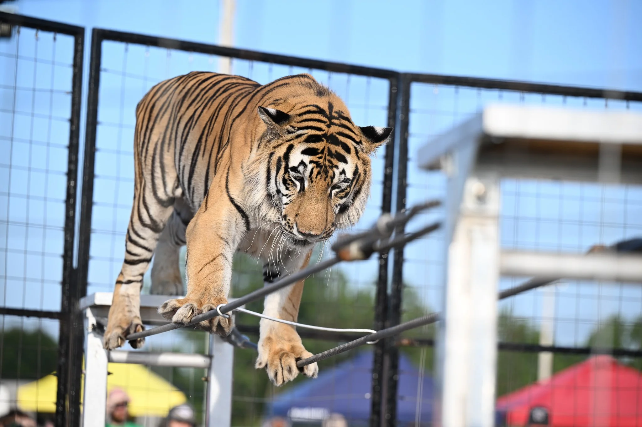 Zakk, the six year old Siberian tiger crosses a double rope line at the tiger show at the Boone County Fair on Tuesday July 21, 2026, Northeast Regional Park in Columbia. The Siberian tiger is the largest of the tiger breeds and is the only one not f
