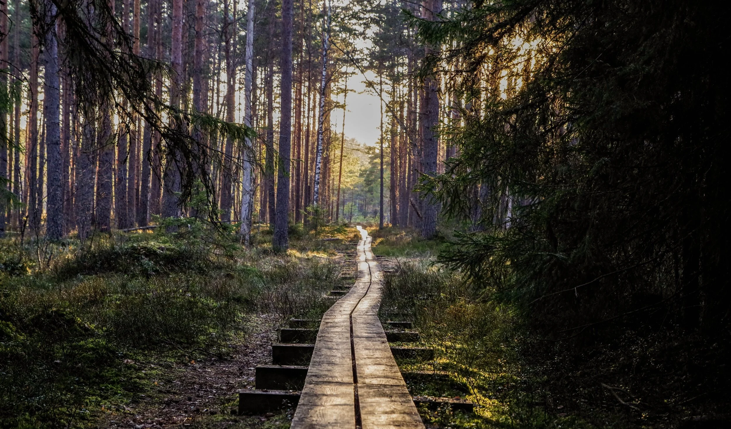 empty-wooden-pathway-in-forest-1009355.jpg