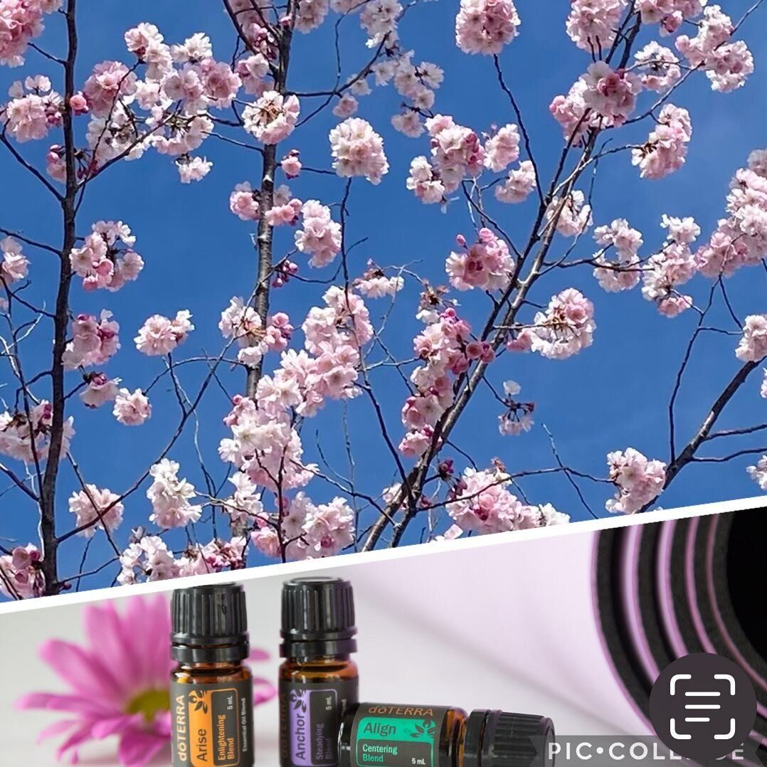 🌸AromaYoga - Spring Clean!
Workshop Sun 21 April 16-18h

Give yourself a physical/mental/emotional &lsquo;Spring Clean&rsquo; with oils such as Lime, Geranium and Rosemary helping you release what you no longer need and make space for new growth.

A
