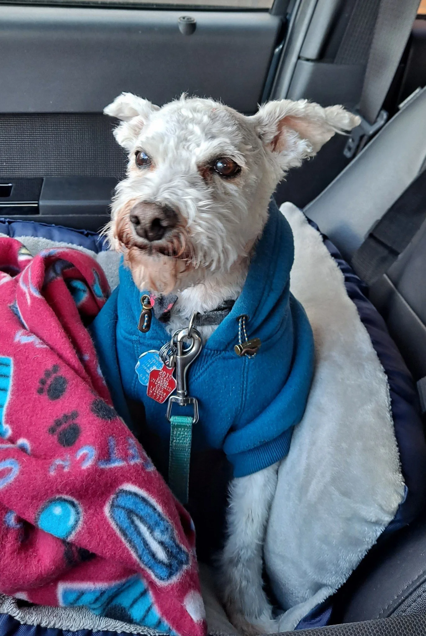 In loving memory of Max