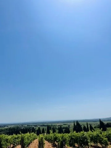 Vineyards in the rhone, chateauneuf du pape