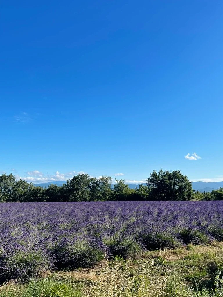 Lavender fields in the luberon