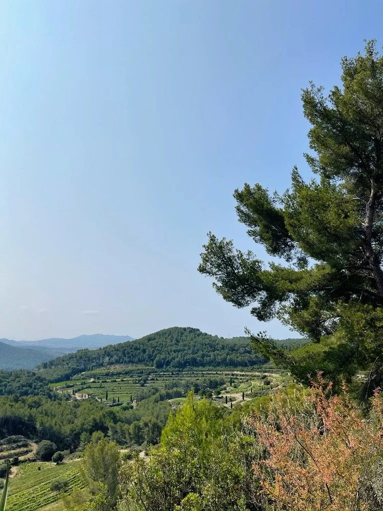 pibarnon chateau wine