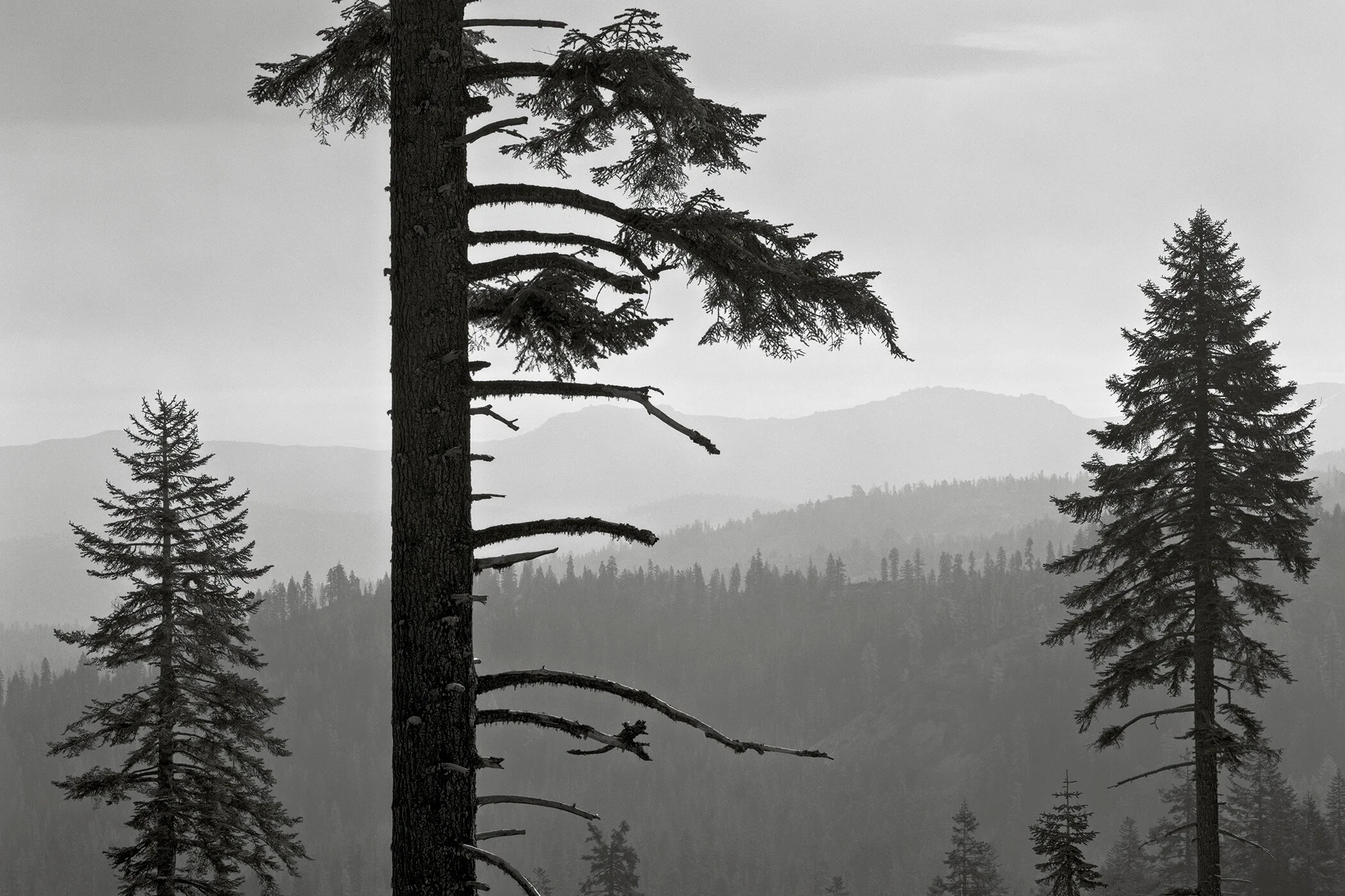 June - July 2018: TREES II