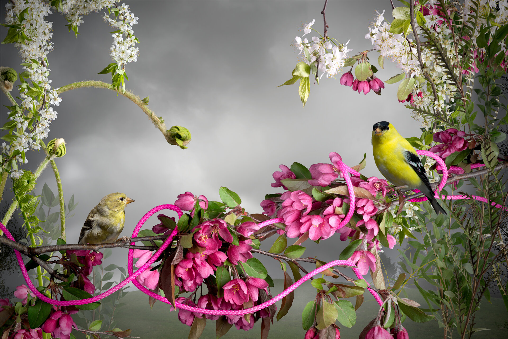 Goldfinch Pink Cord.jpg