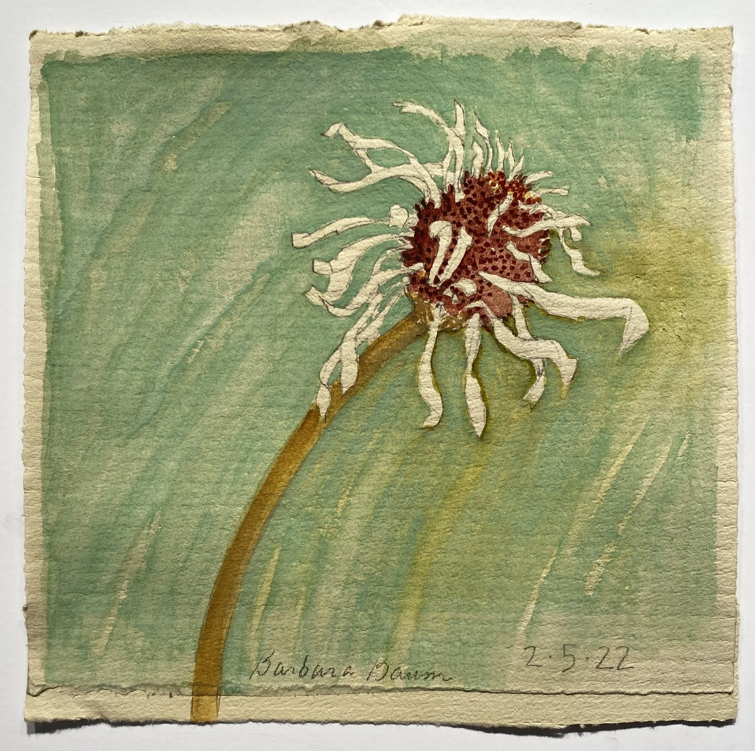 02/05/22 Zinnia Pale Green