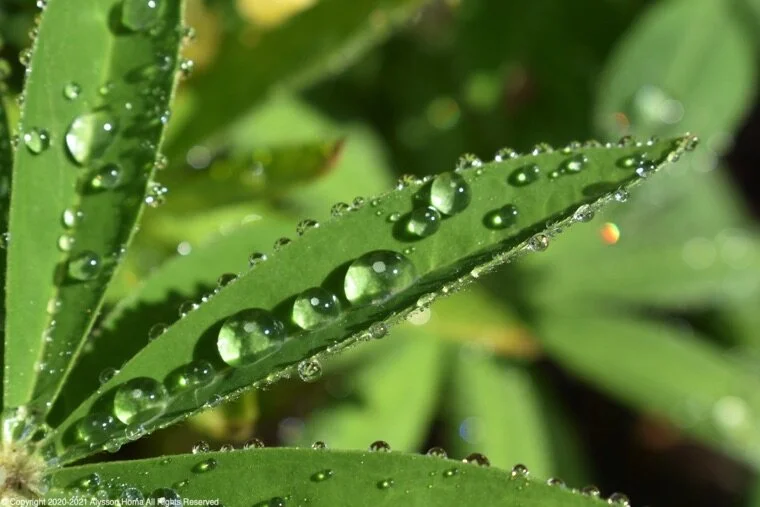 Catching rainbows in the garden