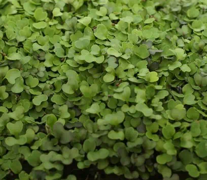 Microgreens.png