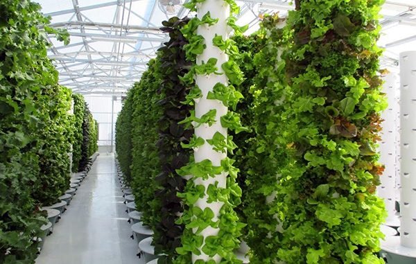 Our greens, your table: Join our JFS Altius Farms CSA 