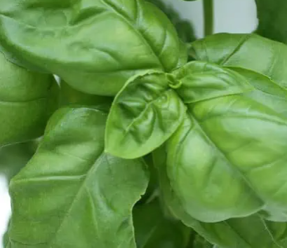 Genovese Basil.png