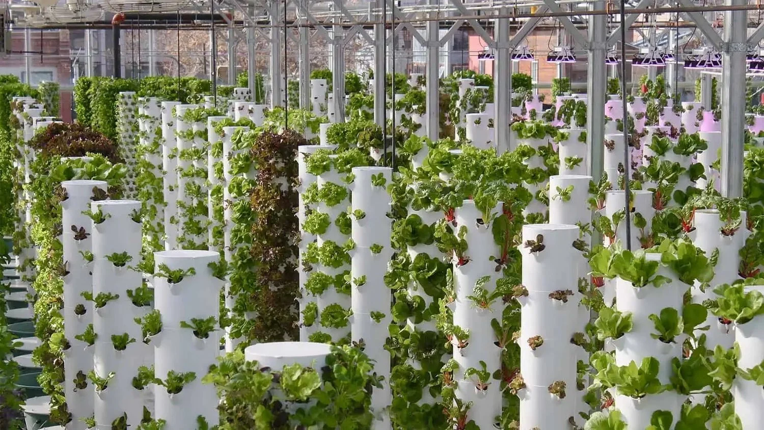 Row of tower gardens.