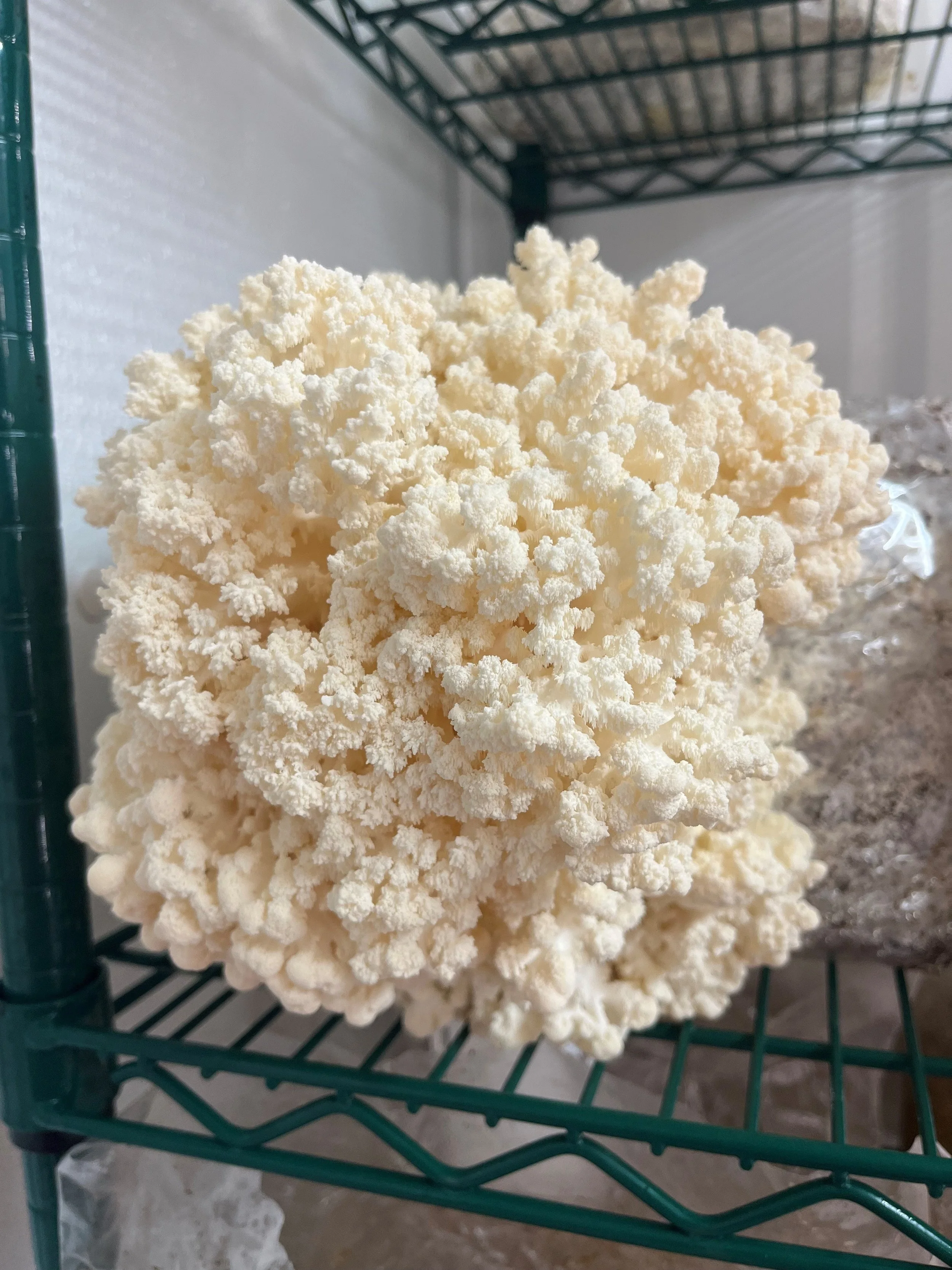 comb tooth lions.jpg