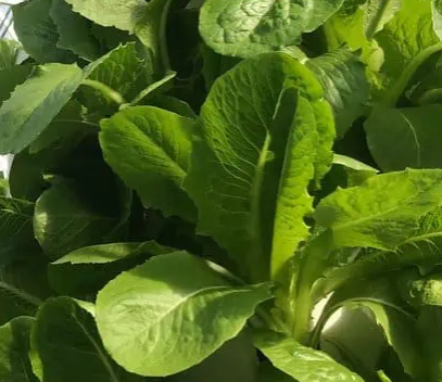 Romaine, Green.png
