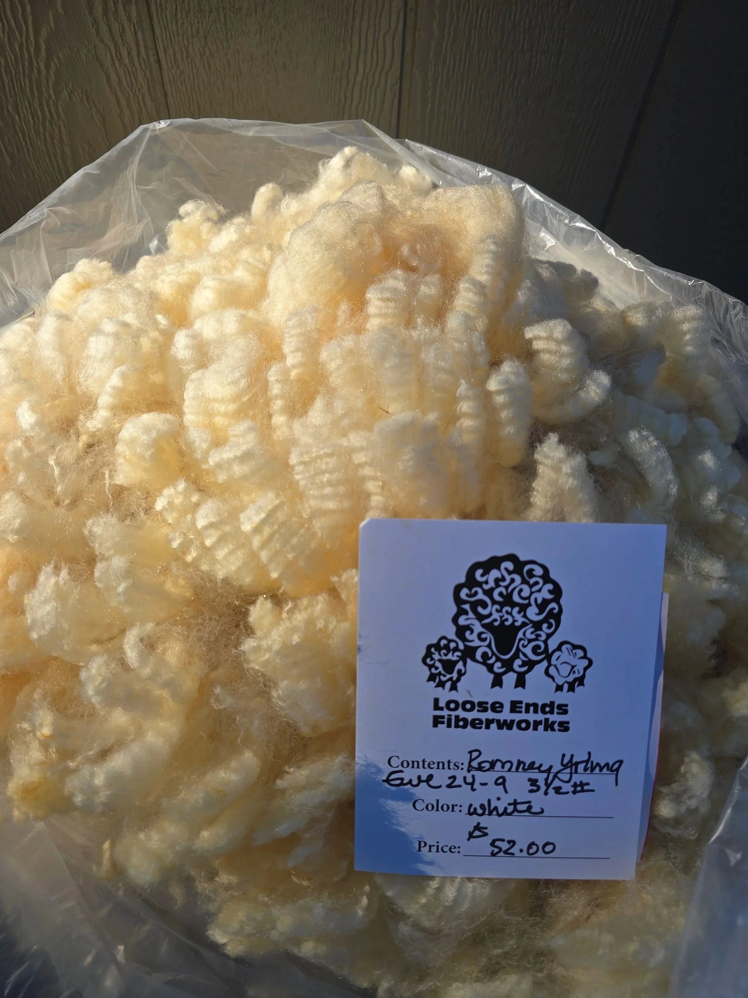 Yearling Romney ewe fleece 25-24-9