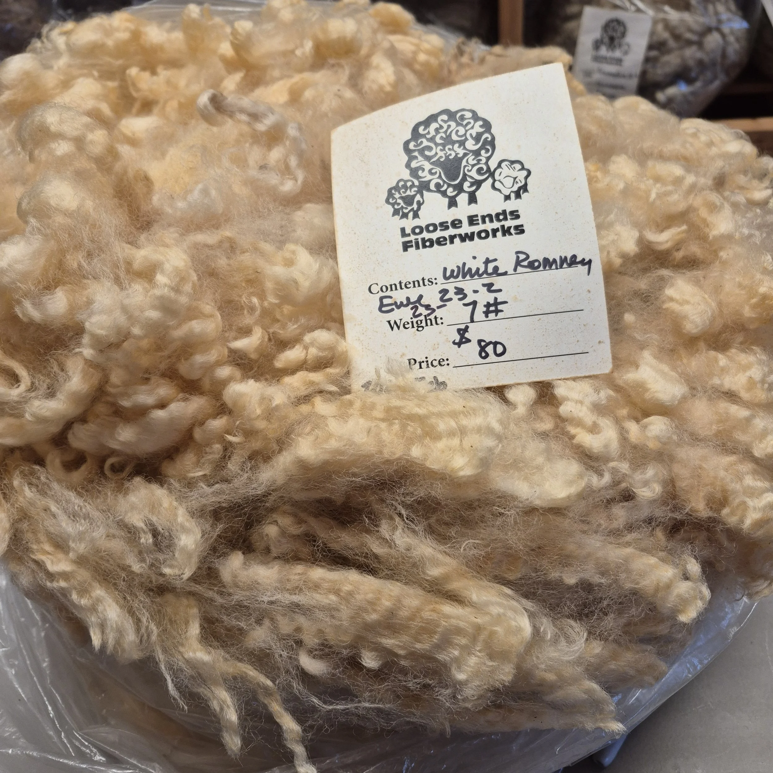 White Romney ewe fleece 25(Feb)-23-2