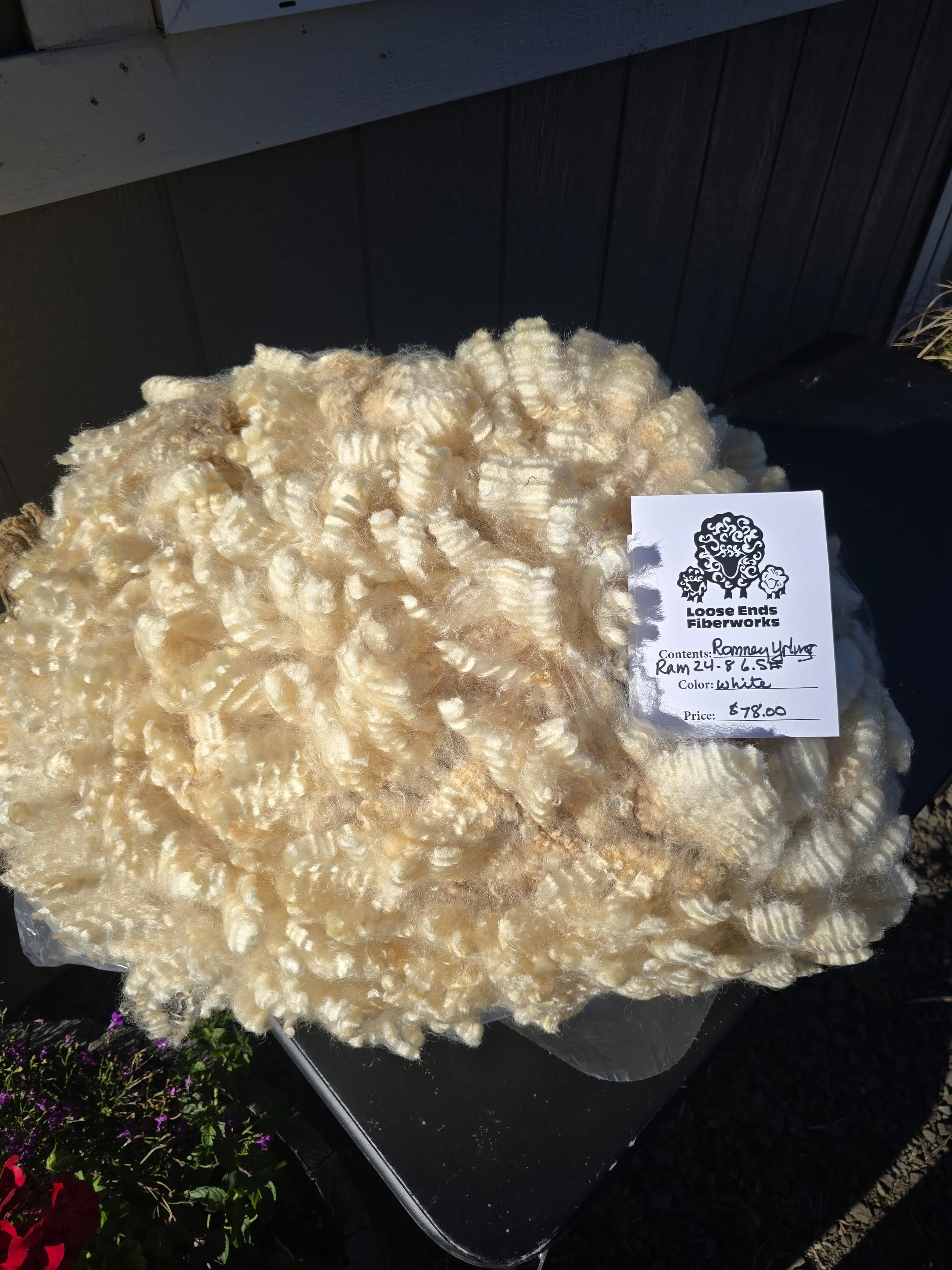 Yearling Romney ram fleece 25-24-8