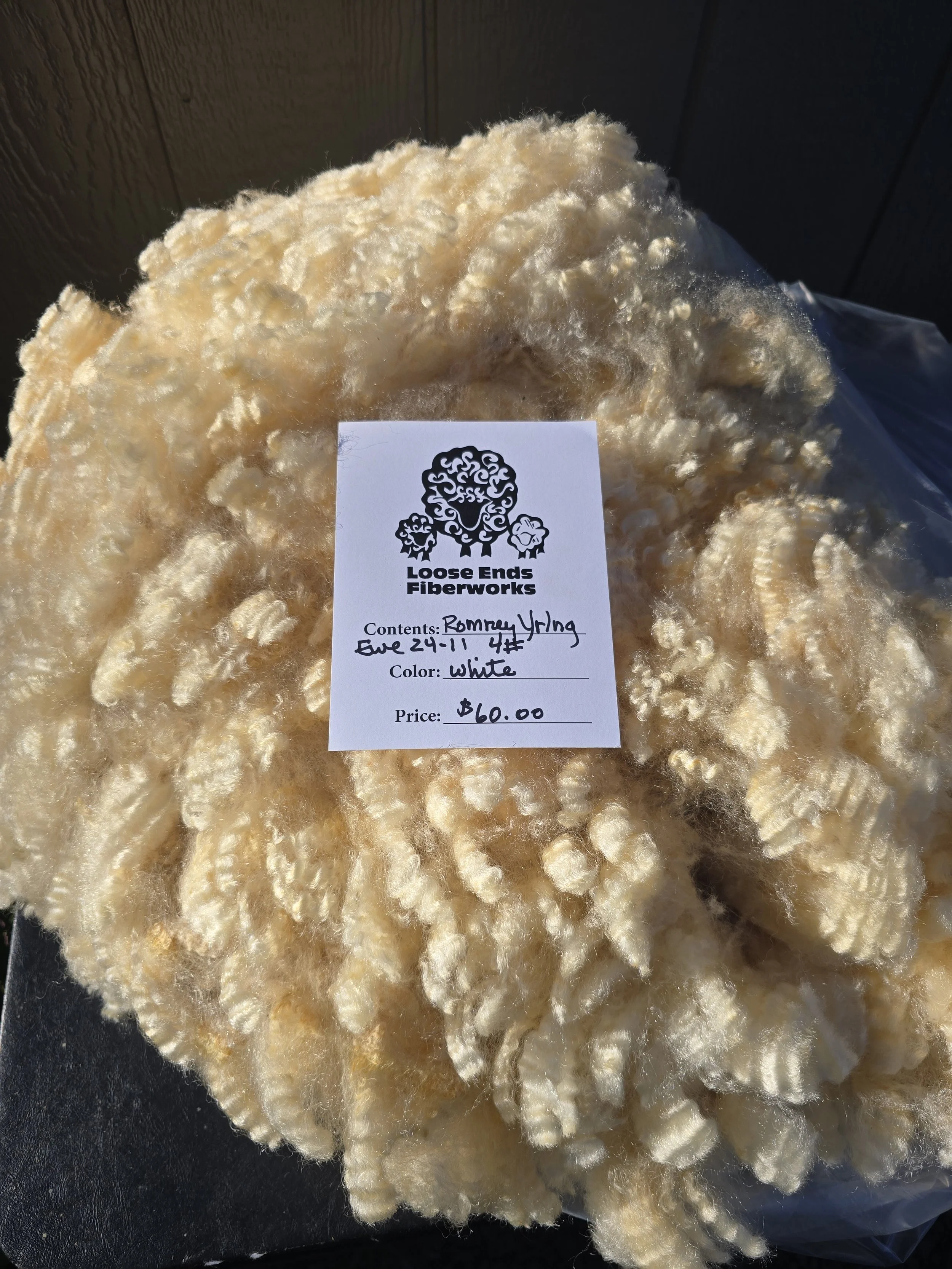 Yearling Romney ewe fleece 25-24-11