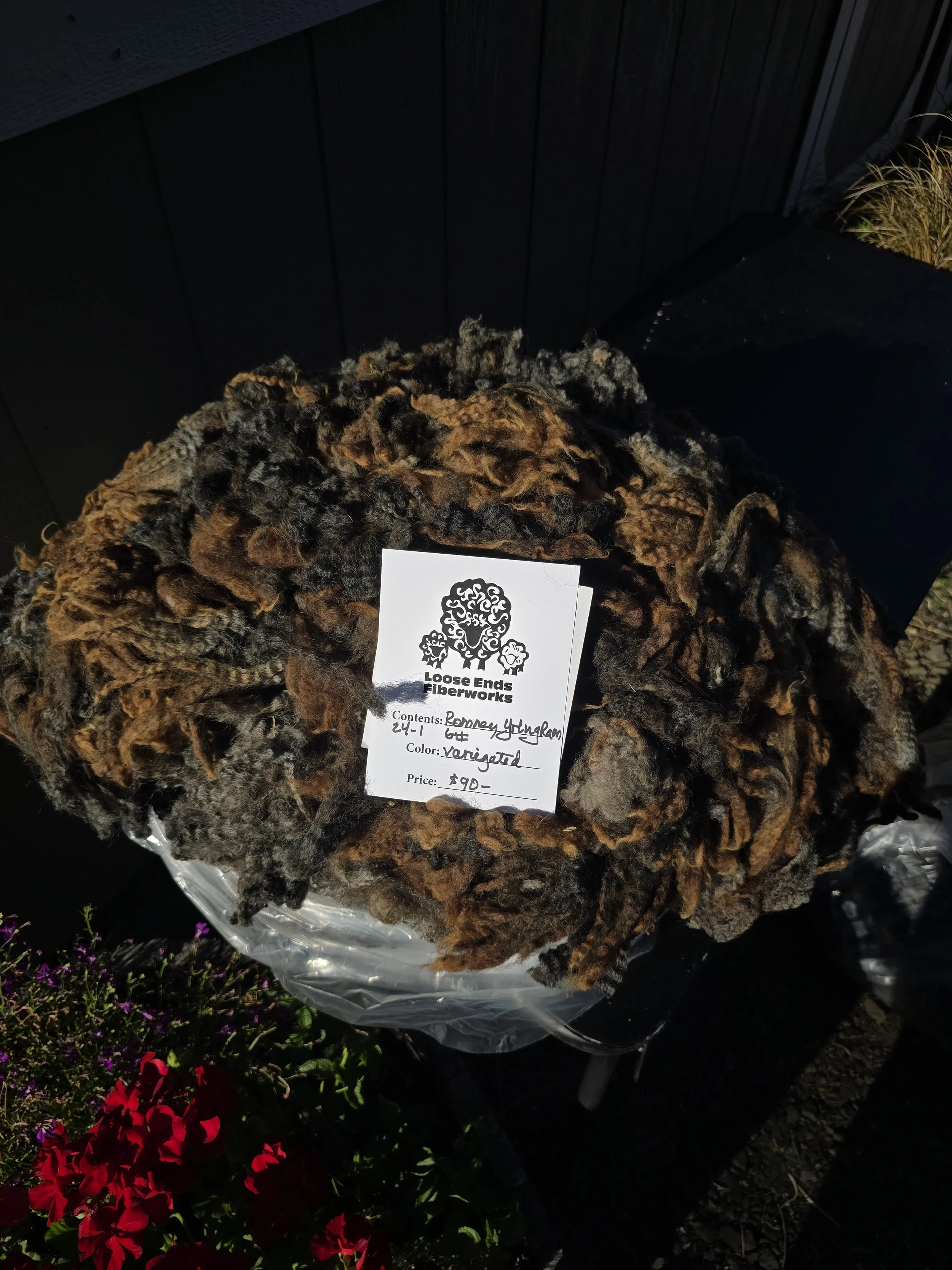 Yearling Romney ram fleece 25-24-1