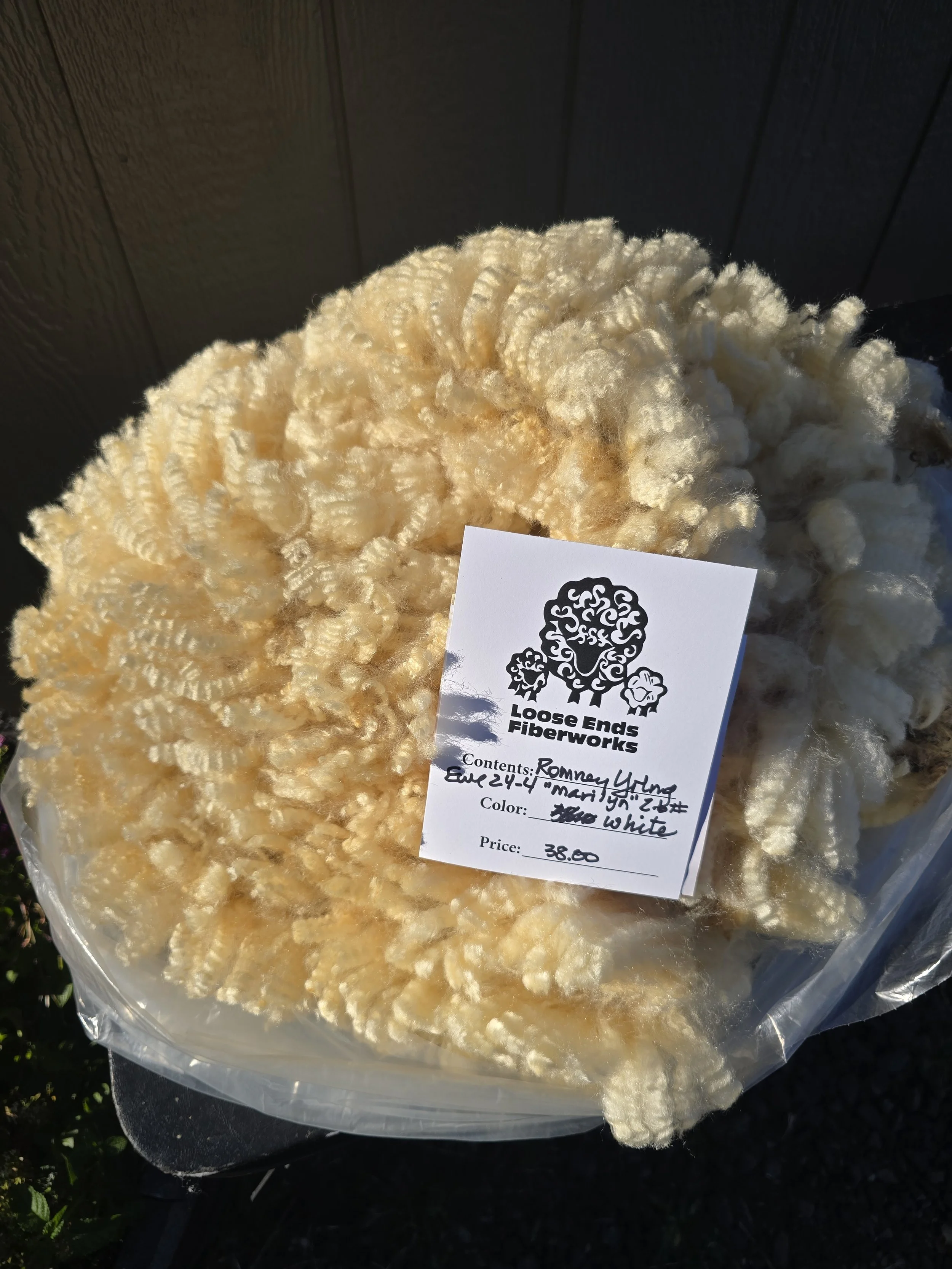 Yearling Romney ewe 25-24-4 "Marilyn"