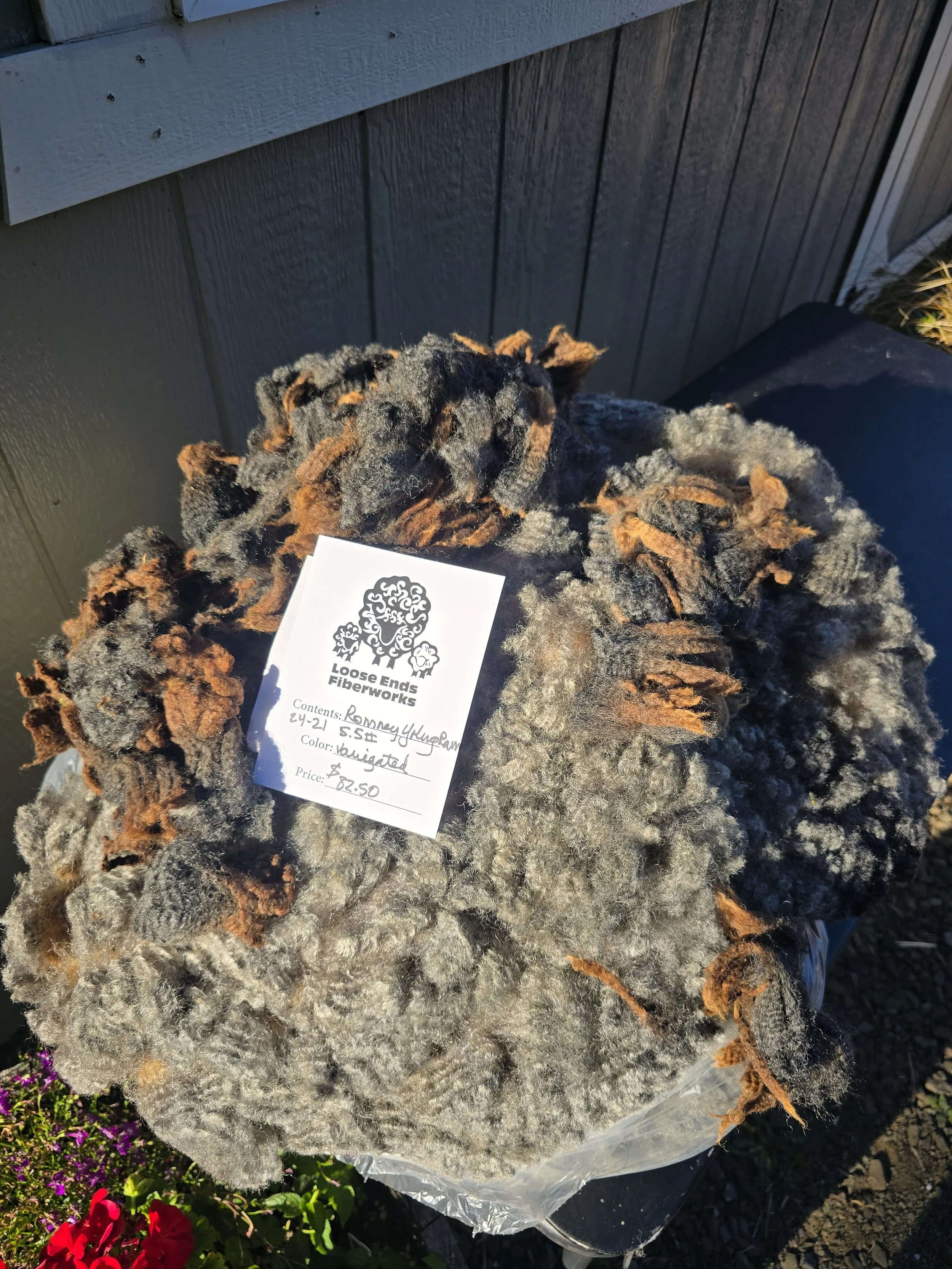 Yearling Romney ram fleece  25-24-21