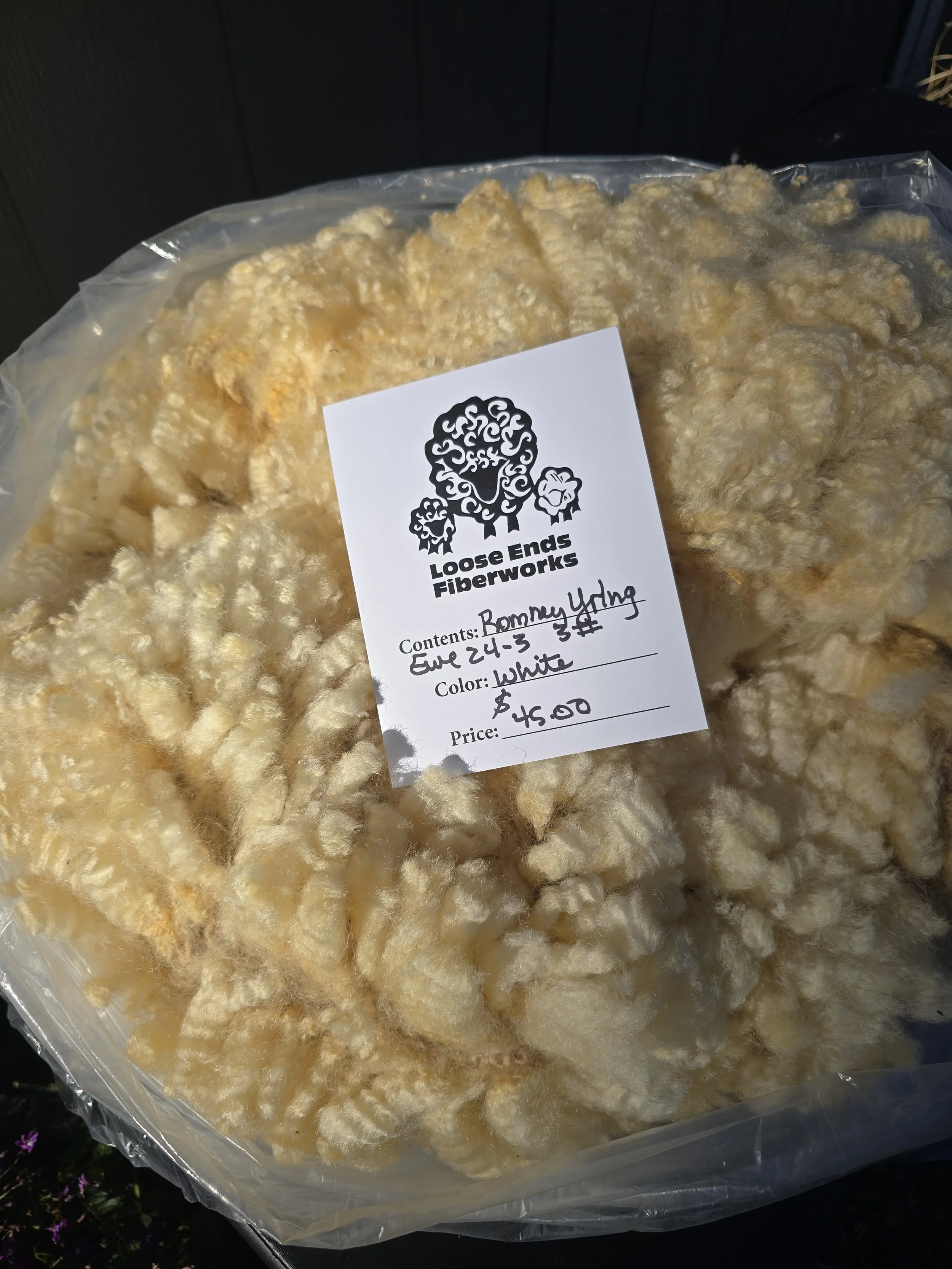 Yearling Romney ewe fleece 25-24-3