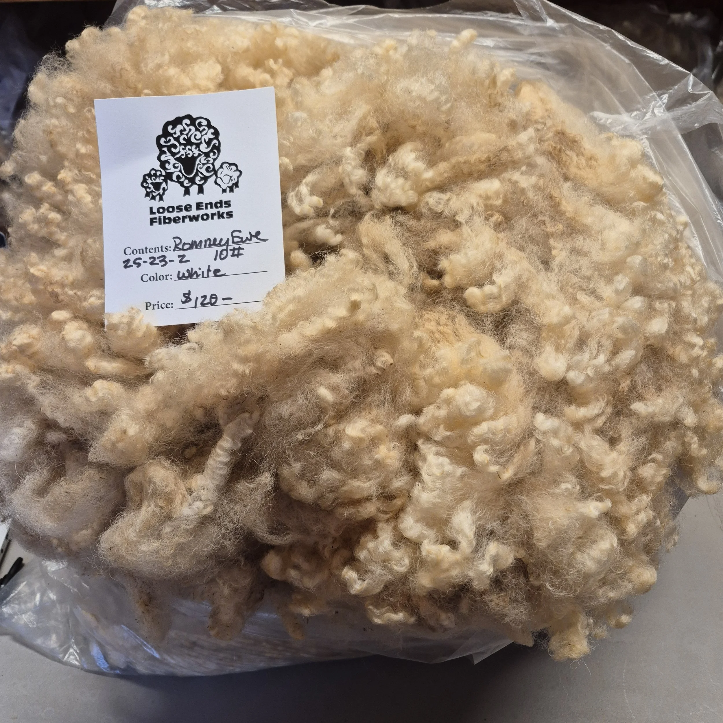 White Romney ewe fleece 25(Dec)-23-2