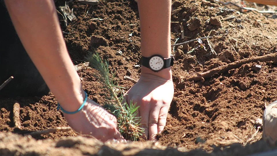 tree planting.jpg