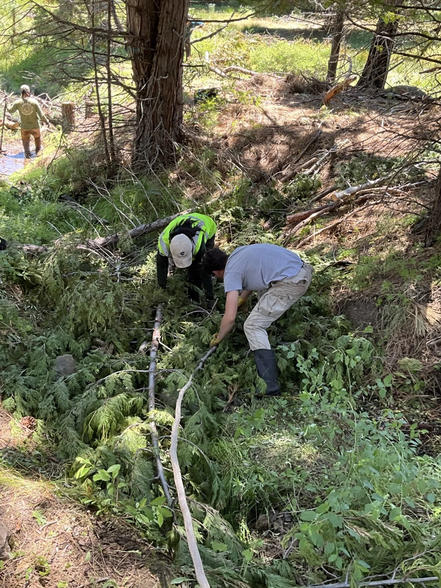 Meadow &amp; Stream Restoration Volunteer Day: Boney Flat Meadow 