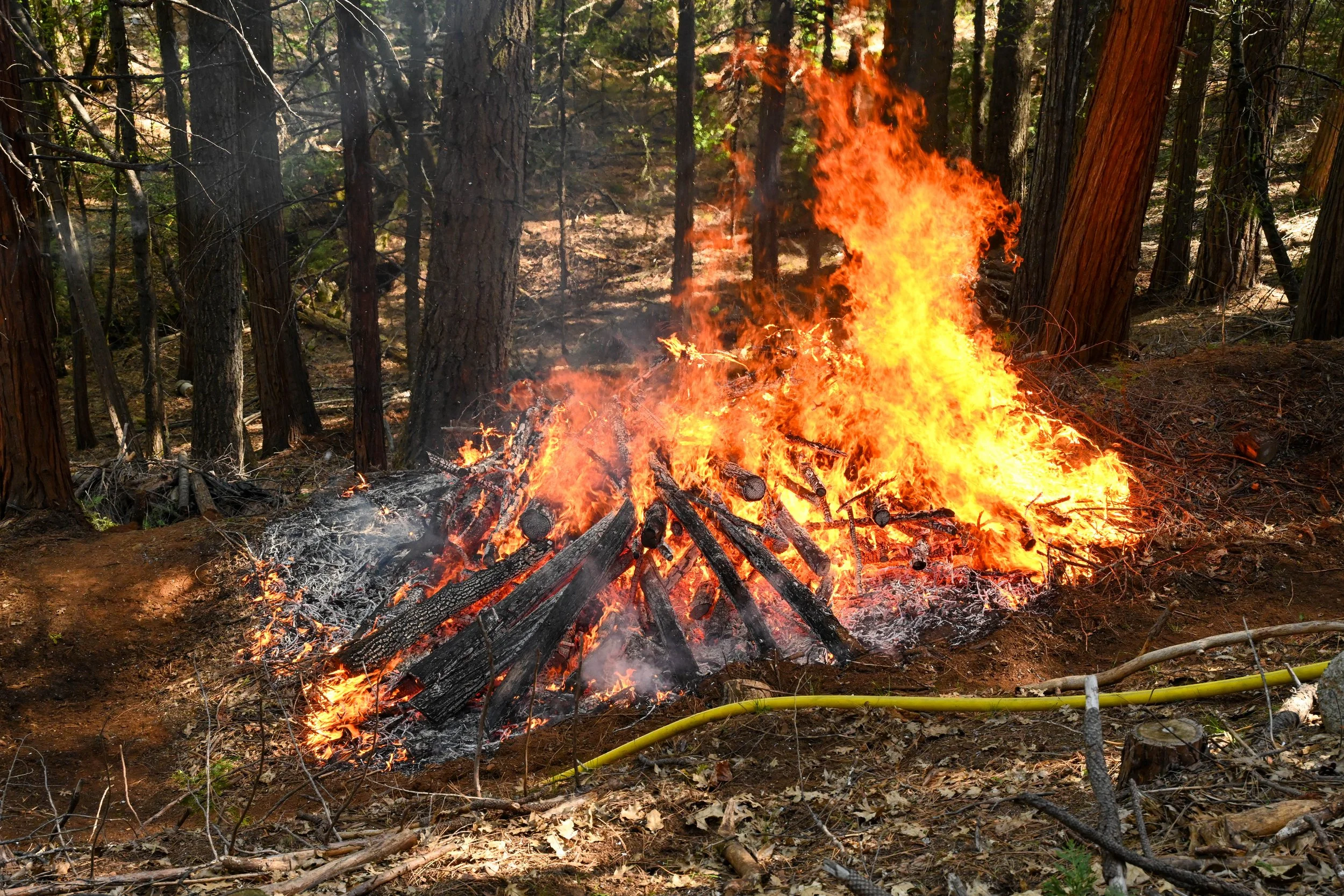 CedarRidge_Burn_02.JPG