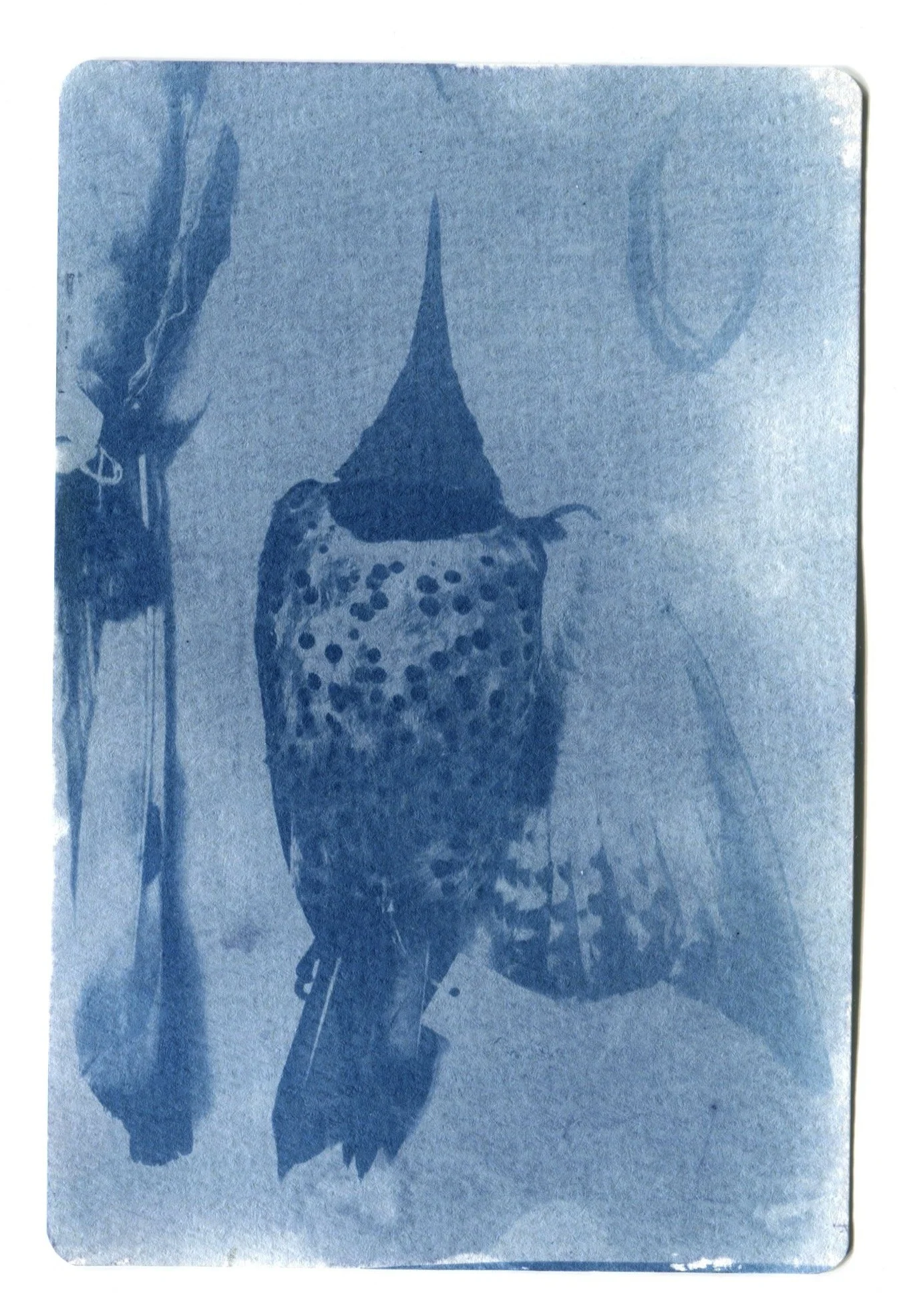Northern Flicker Specimen Cyanotype 4" x 6"