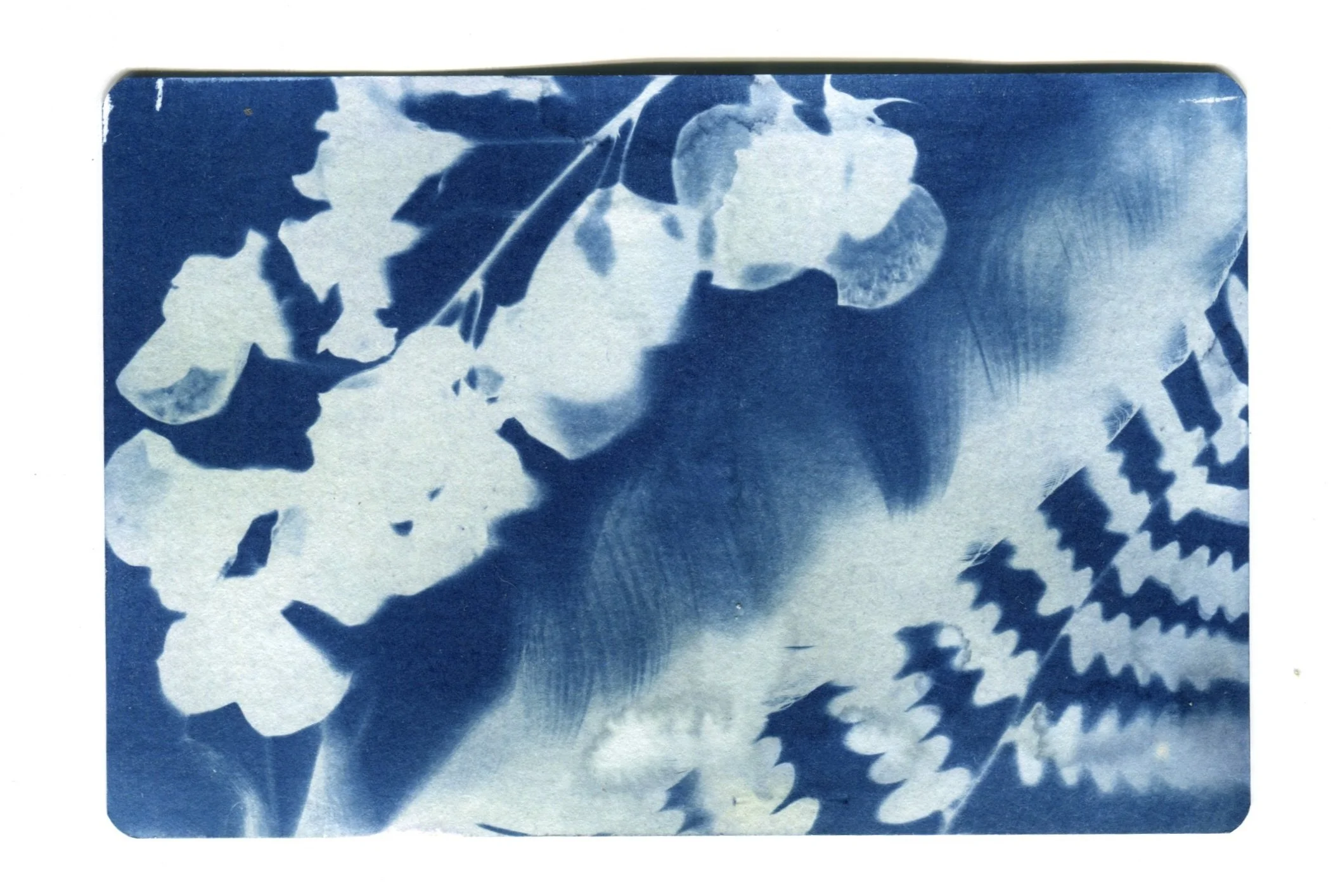 Owl Feather Cyanotype 4" x 6"