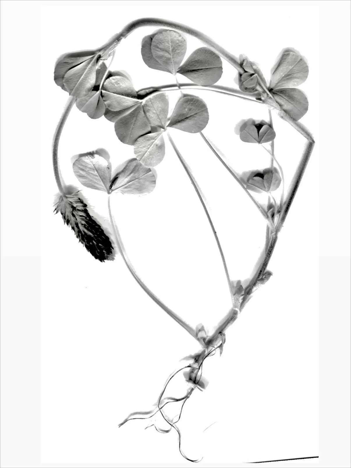 stuff from my yard &mdash;&gt; flash designs for you :) i had a late start with growing flowers this year , but next year is shaping up for a very good run! i&rsquo;ve been experimenting with new (to me) ways of creating tattoo designs , very excited