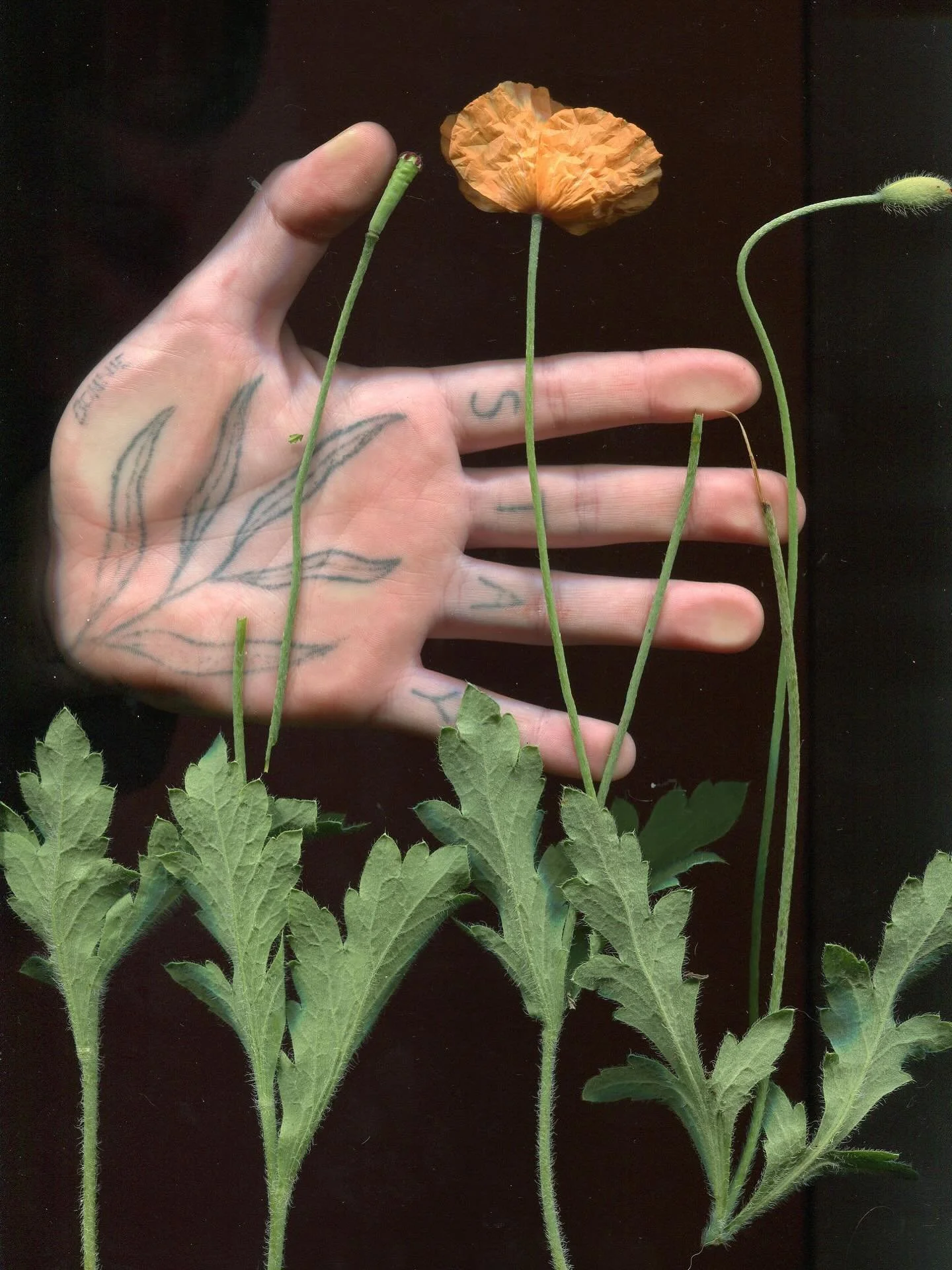 some documentation of my collection of tattoos!! i&rsquo;d love to tattoo more palms, tummies, blast overs etc etc 

 #machinetattoo #seattletattooartist  #vegantattoo #vegantattooartist  #seattletattoo #seattletattooshop #floraltattoo #botanicaltatt