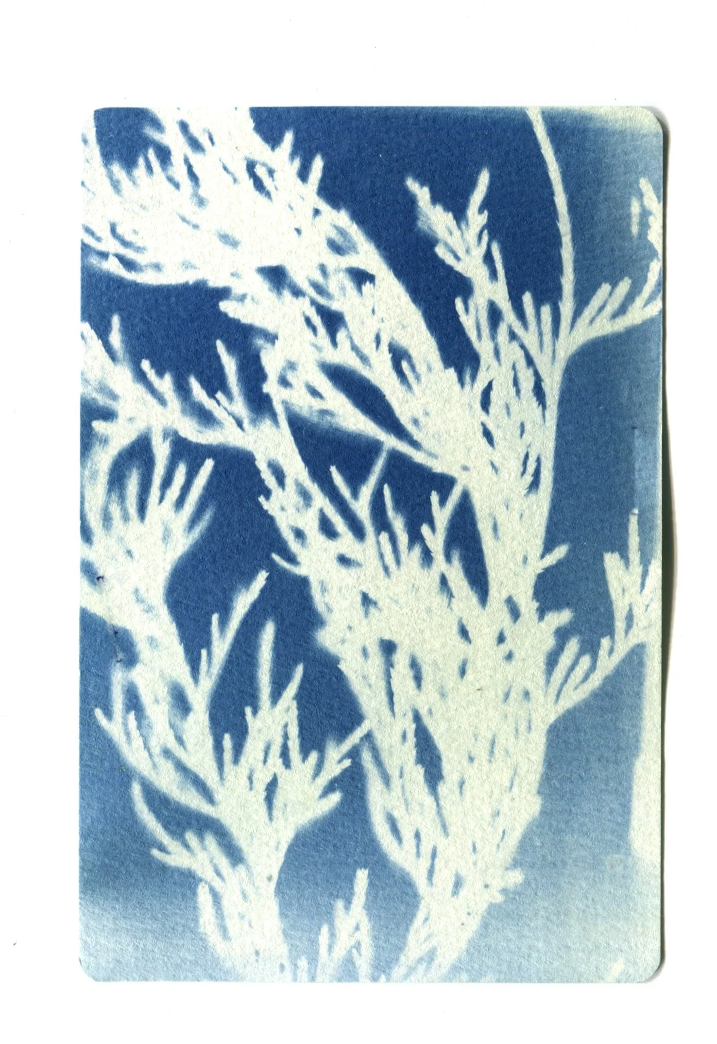 Cedar Cyanotype 4" x 6"