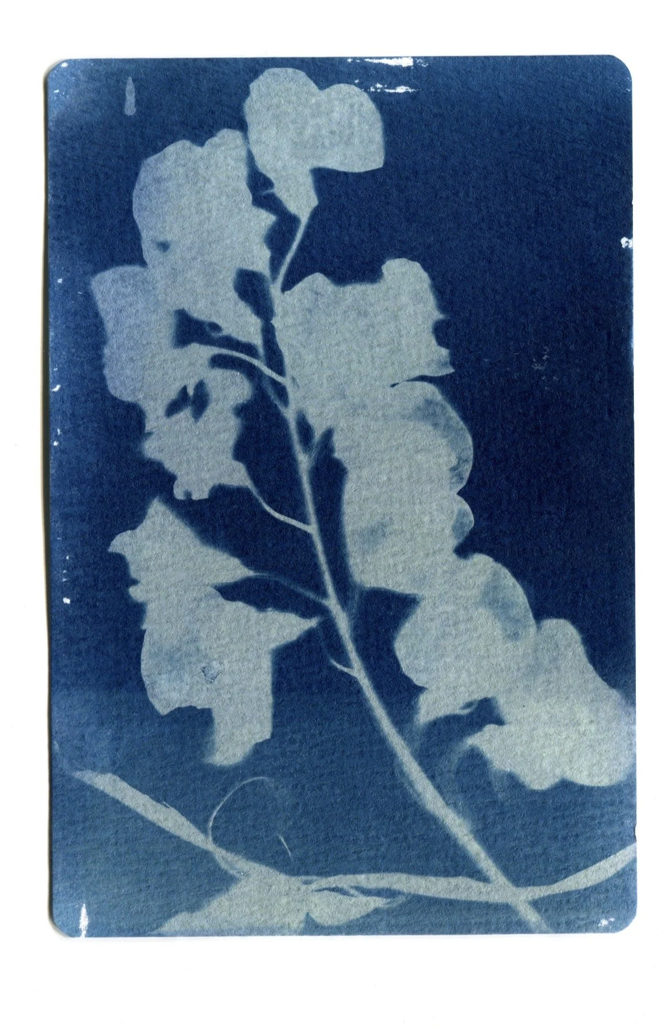 Sweet Pea Cyanotype 4" x 6"