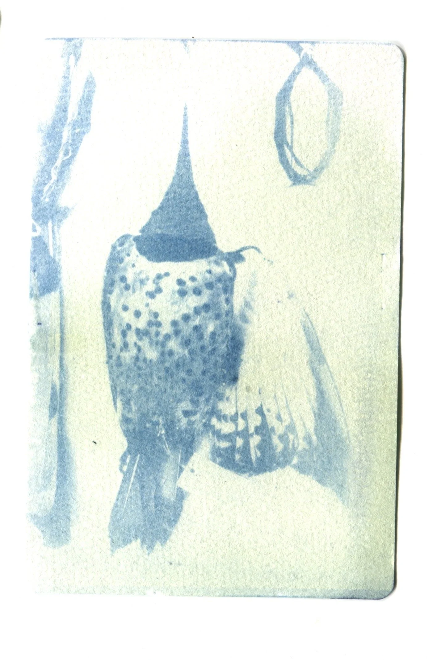 Northern Flicker Specimen Cyanotype 4" x 6" (Second Quality)