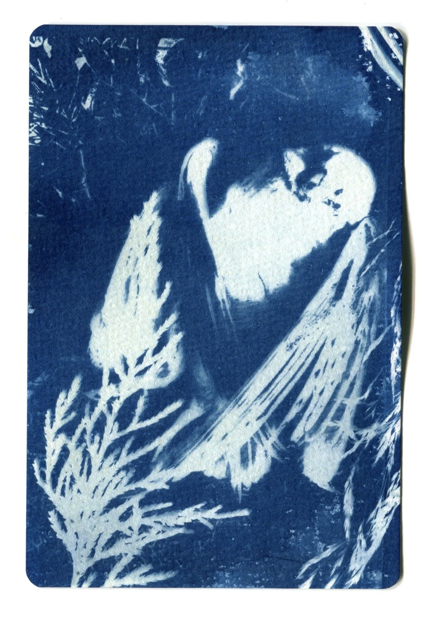 Deceased Barn Owl Cyanotype 4" x 6"