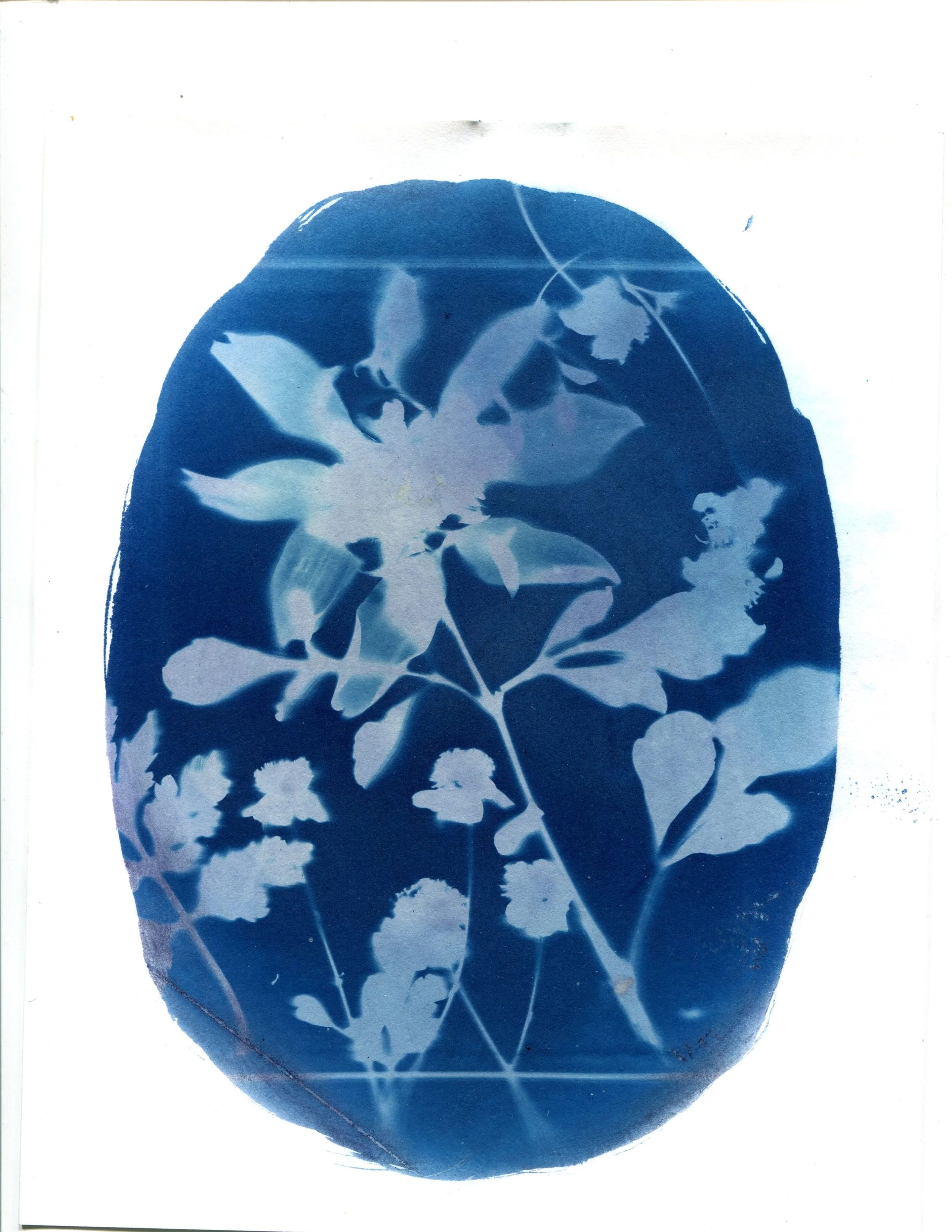 Dahlia Cyanotype 8.5" x 11"