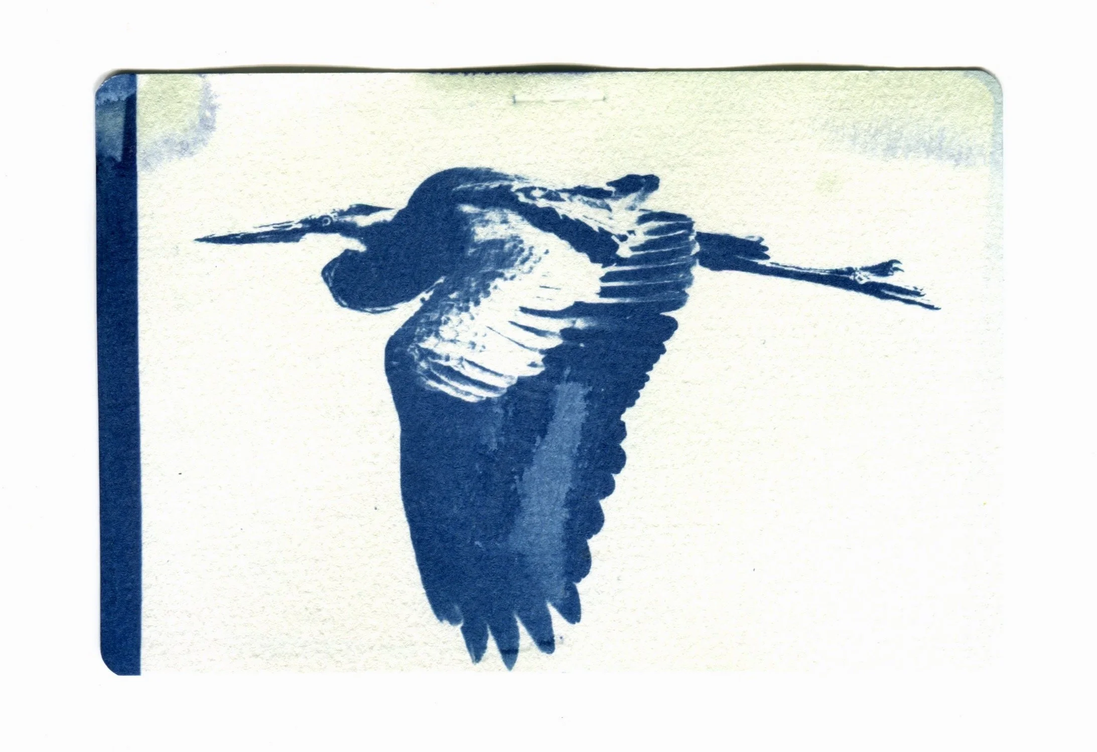 Great Blue Heron Cyanotype 4" x 6"